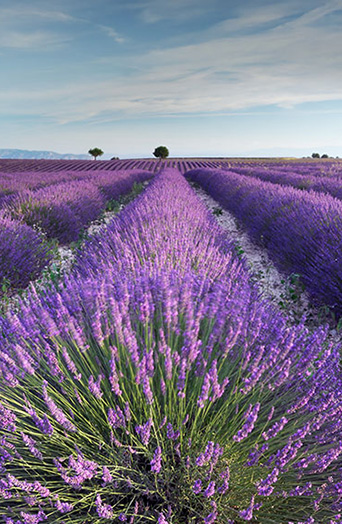 2x3_342x524_Lavender_Fields_sg_en_web.jpg