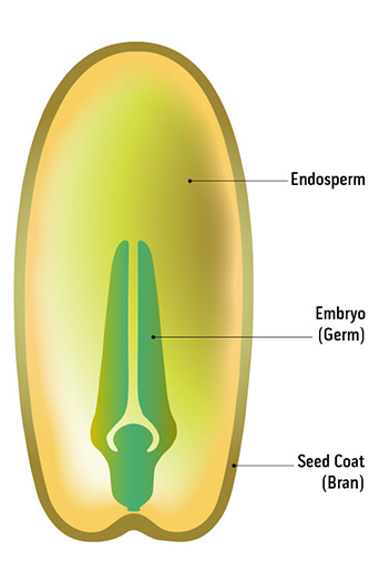 2x3_342x524_diagram_of_a_seed_sg_en_web.jpg