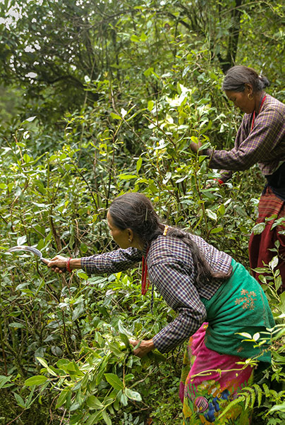 2x3_Women_2015_Nepal_Harvest_Sourcing_doTERRA Owned_US_0003.jpg