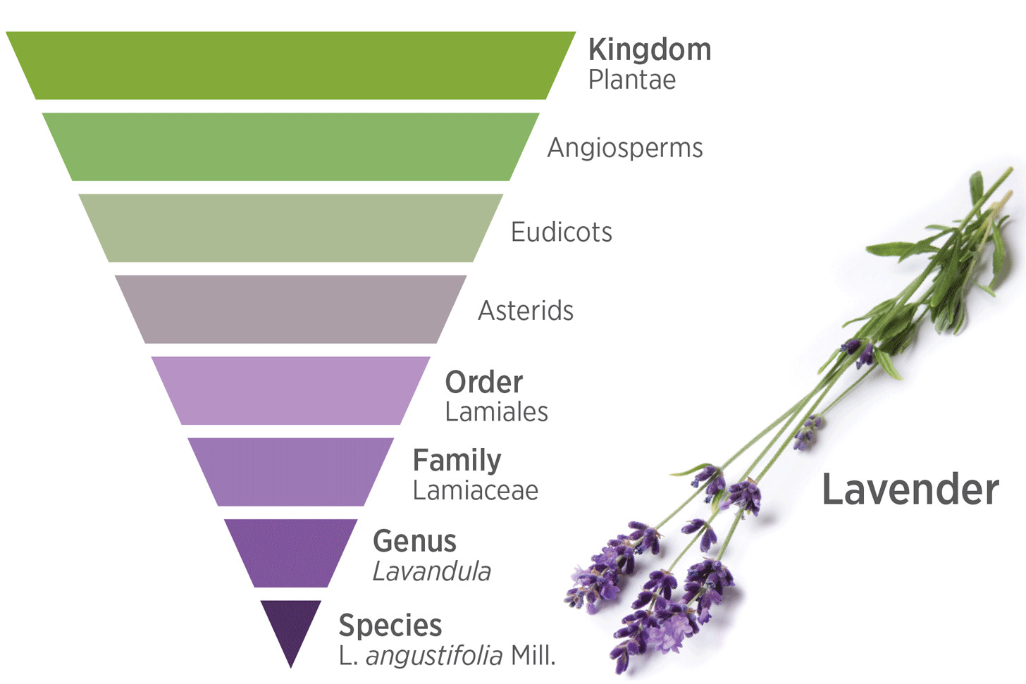 3x2_1456x971_taxonomy_sg_english_web.gif