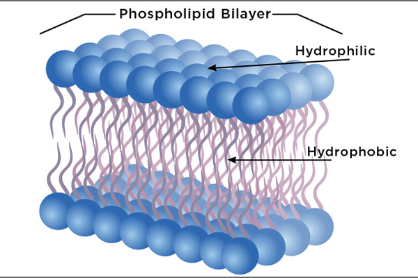 3x2_600x400_Phospholipid_Bilayer_Diagram_sg_en_web.jpg