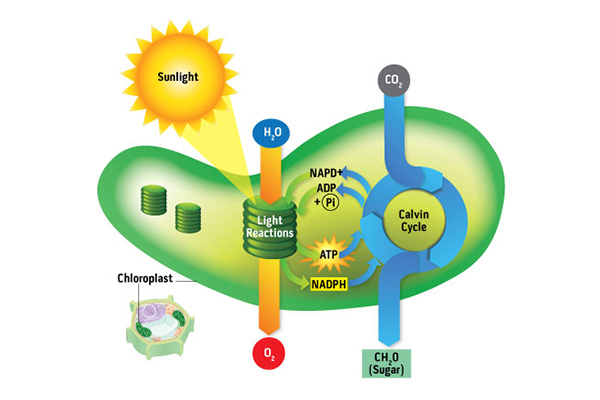 3x2_600x400_Photosynthesis_Diagram_sg_en_web.jpg