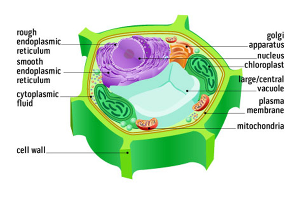 3x2_600x400_Plant_Cell_Diagram_sg_en_web.jpg