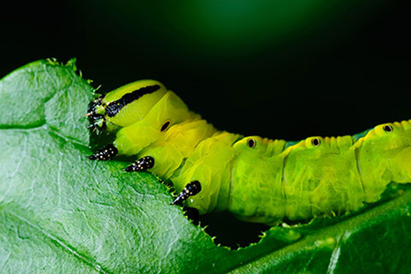 3x2_600x400_caterpillar_on_leaf_sg_en_web.jpg