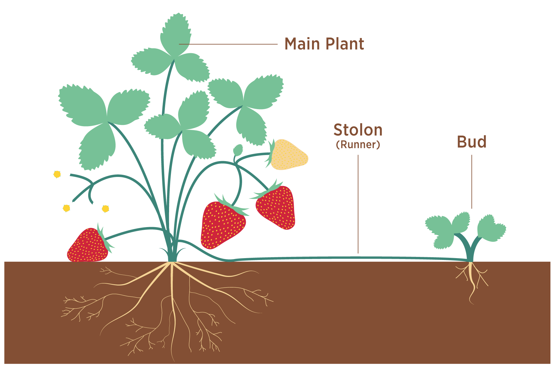 botany-plant-asexual-reproduction-cycle-diagram.png