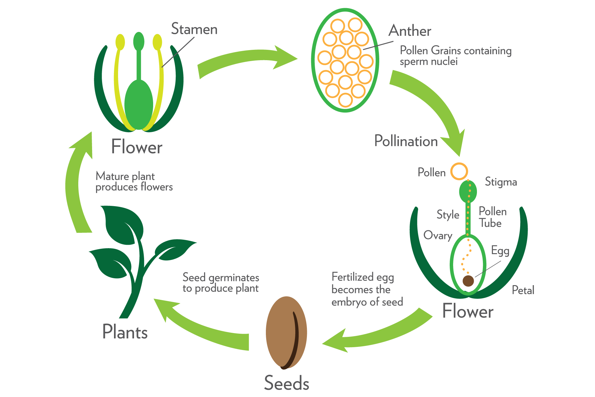 botany-plant-sexual-reproduction-cycle-diagram.png